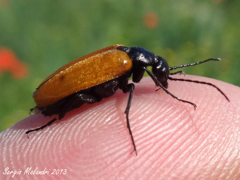 Meloidae da id.: Euzonitis quadrimaculata